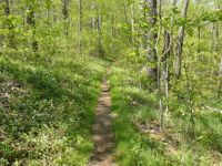 View of the trail